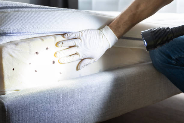 Flea Control Services in Mount Vernon, AL