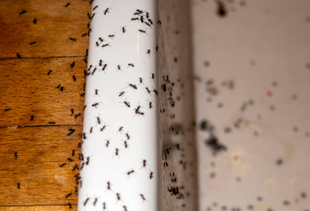 Best Bed Bug Extermination  in Mount Vernon, AL